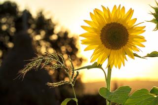 Sunflower with Sunset