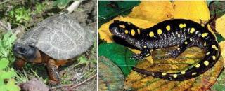 Turtle/Salamander