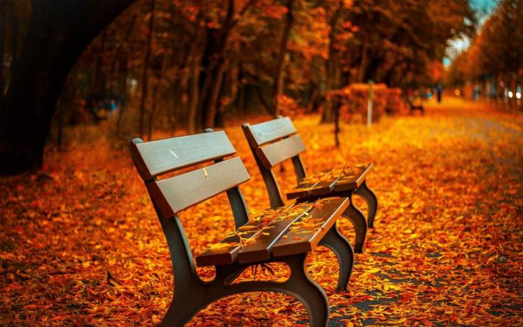 Park Benches in Autumn